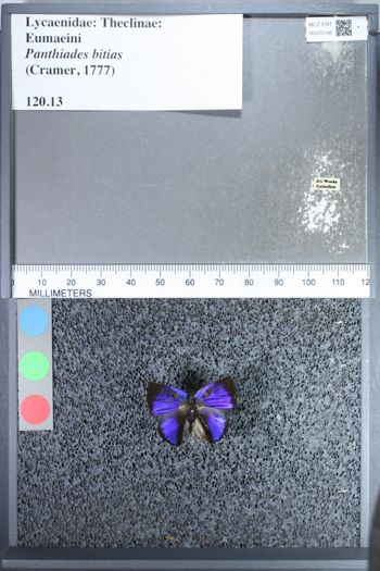Media type: image;   Entomology 70156